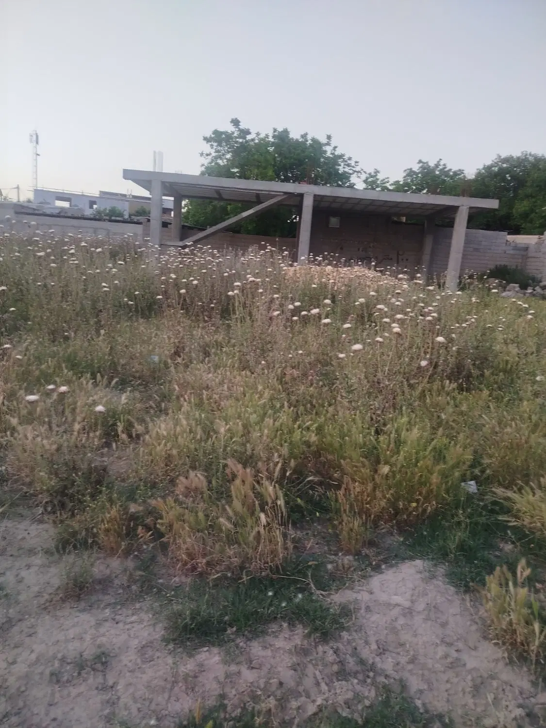زمین کوسه فراغی 8