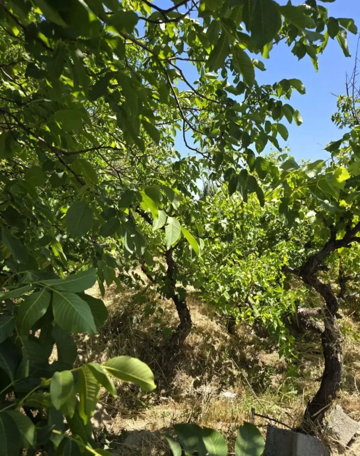 باغ سند دار مهر شهر