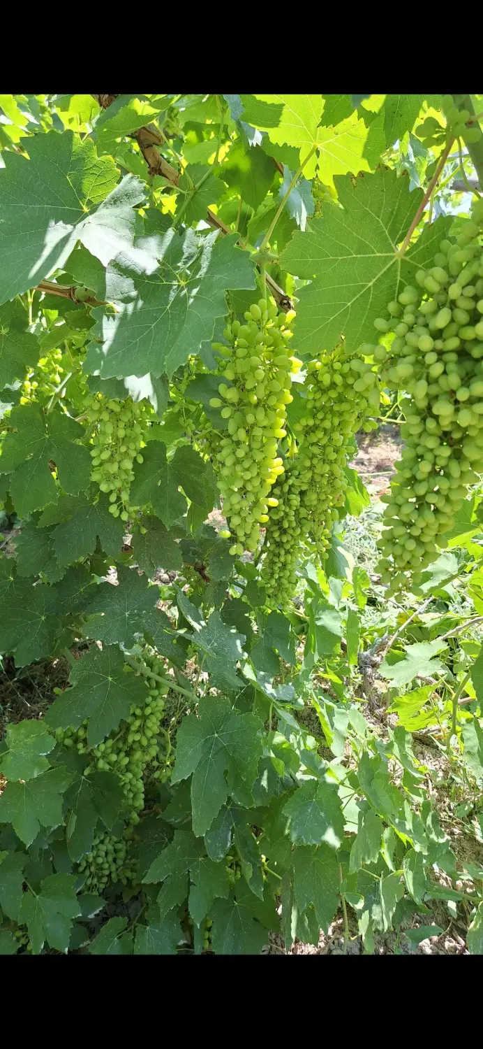 خانه باغ ۵۰۰۰متری با آب و برق اختصاصی