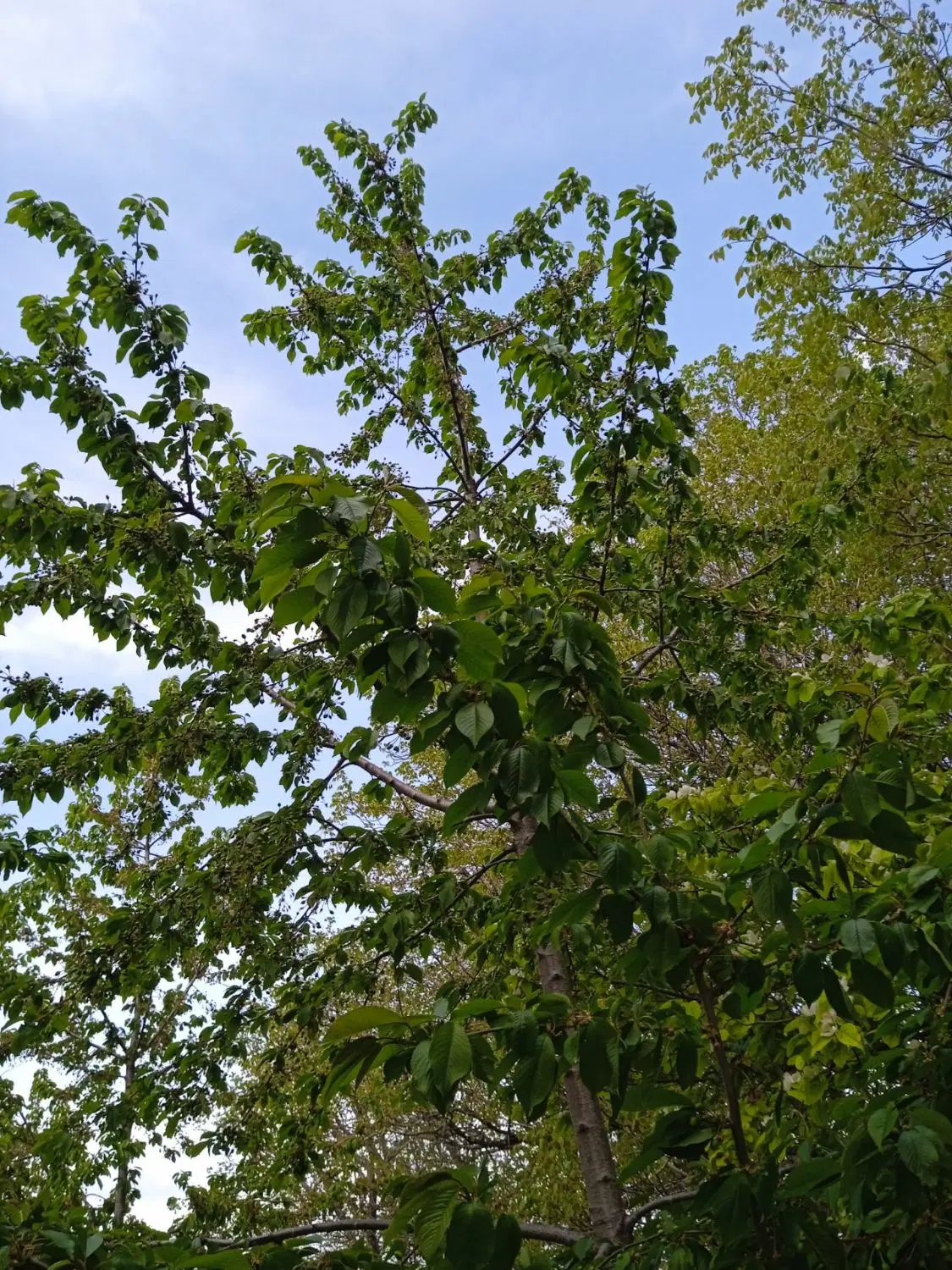 2000متر باغ روستای گرنگاه