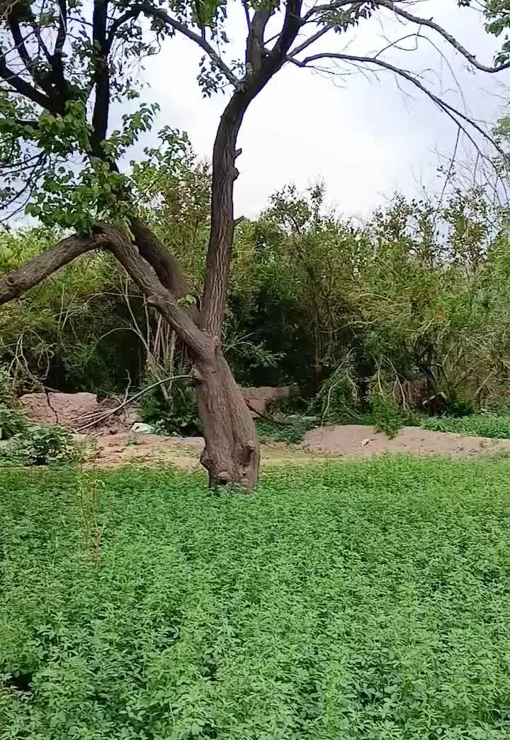 باغ فروشی در سیرچ