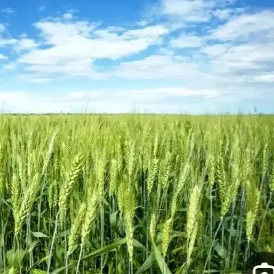 اجاره زمین کشاورزی