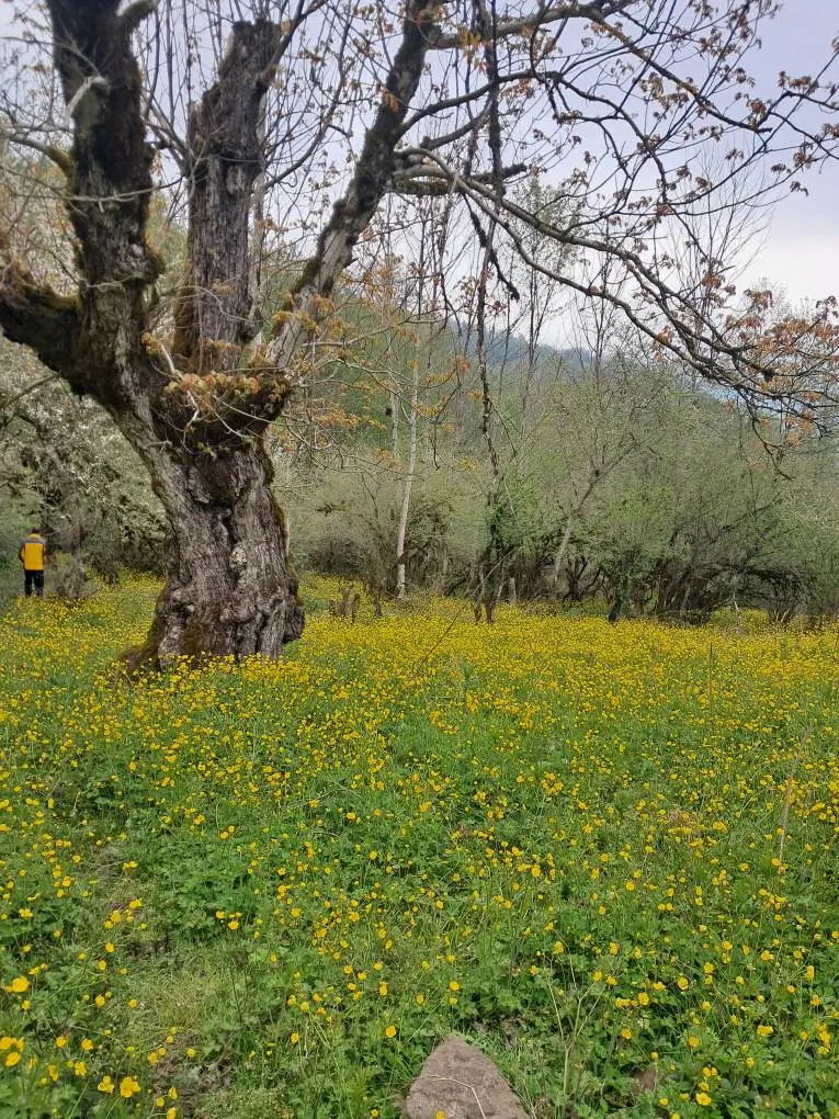 زمین واقع در مسیر مرزن آباد کلاردشت