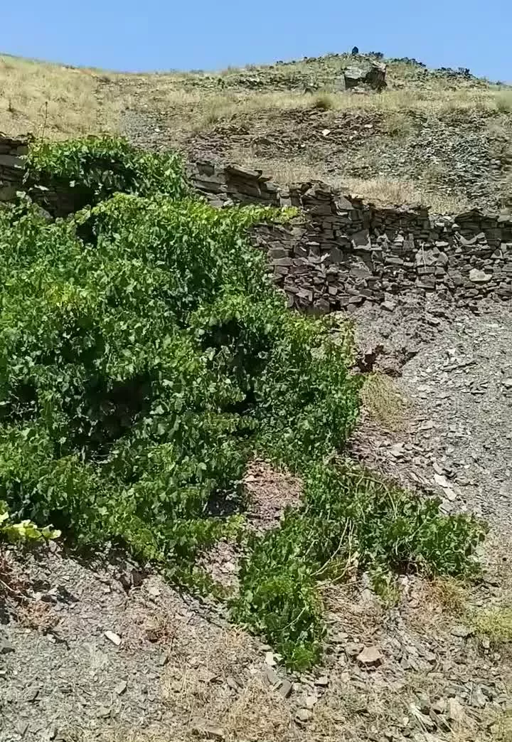 زمین باغی دهبار