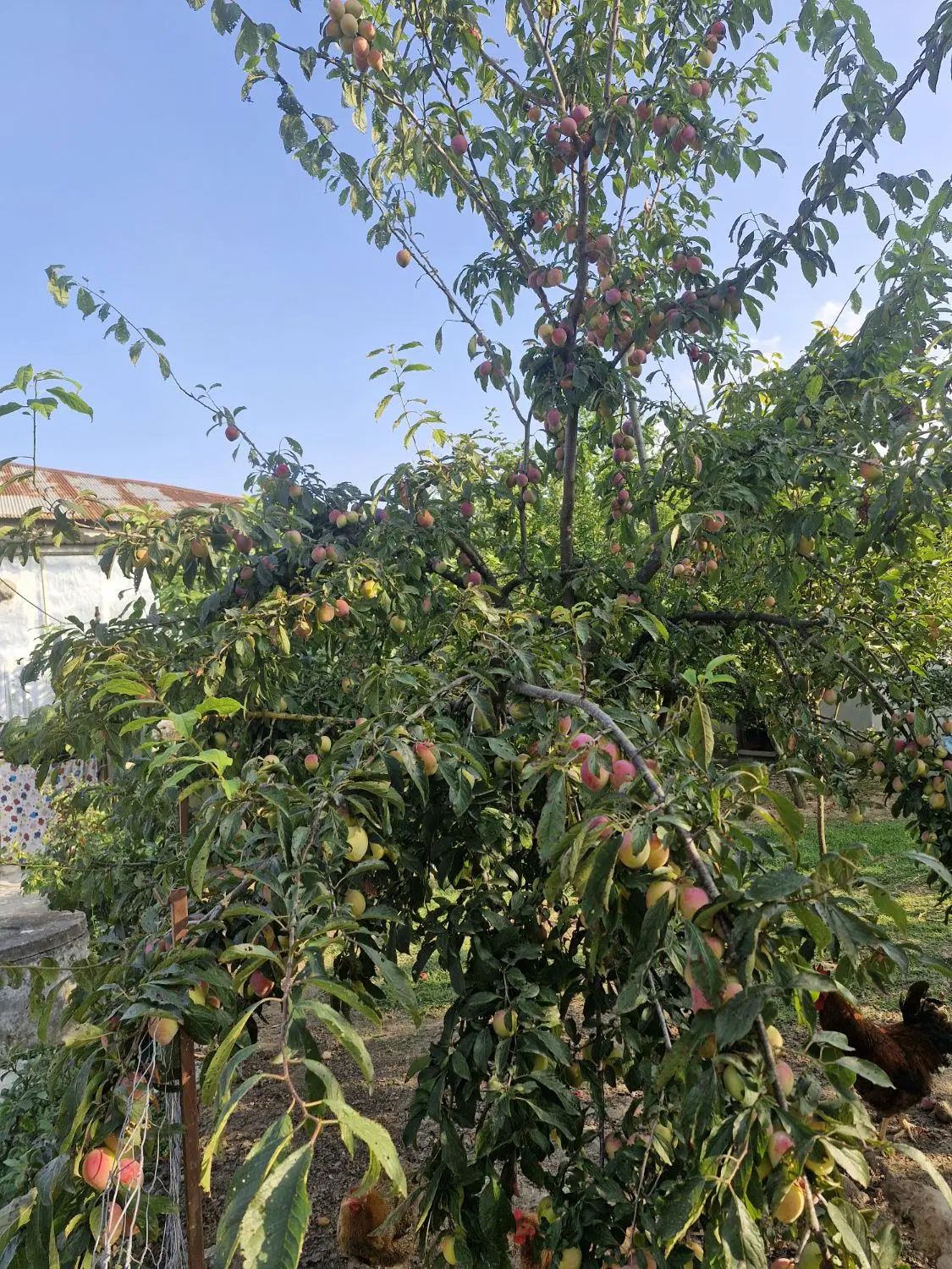 زمین متراژ ۵۰۰ متر