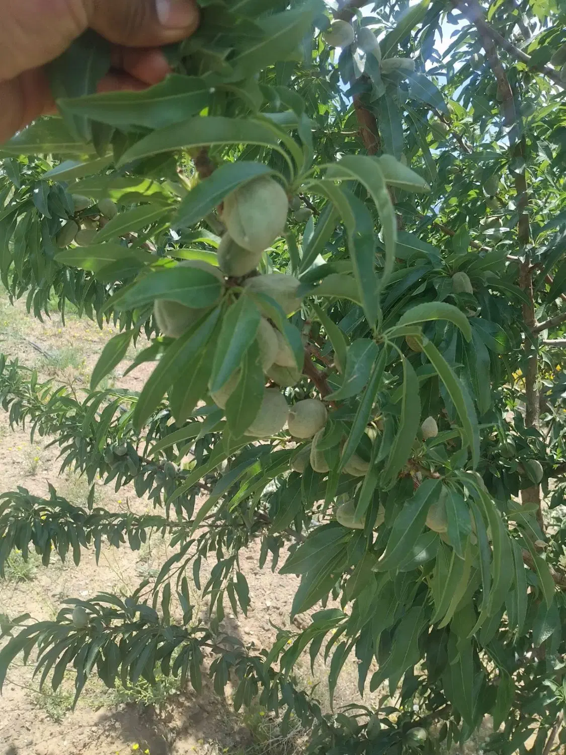 باغ میوه و زمین کشاورزی در روستای نورآباد (درقول)