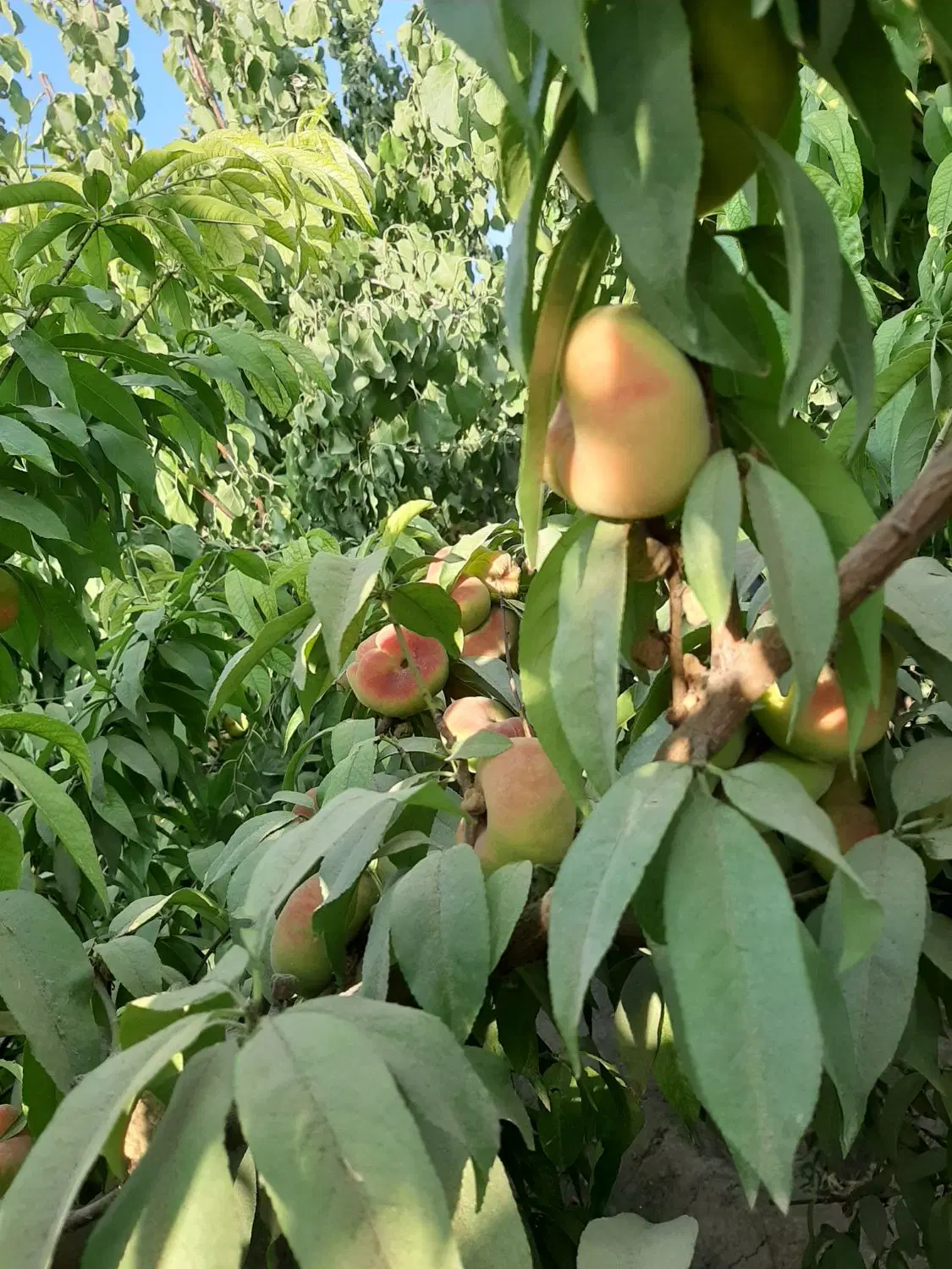 باغچه