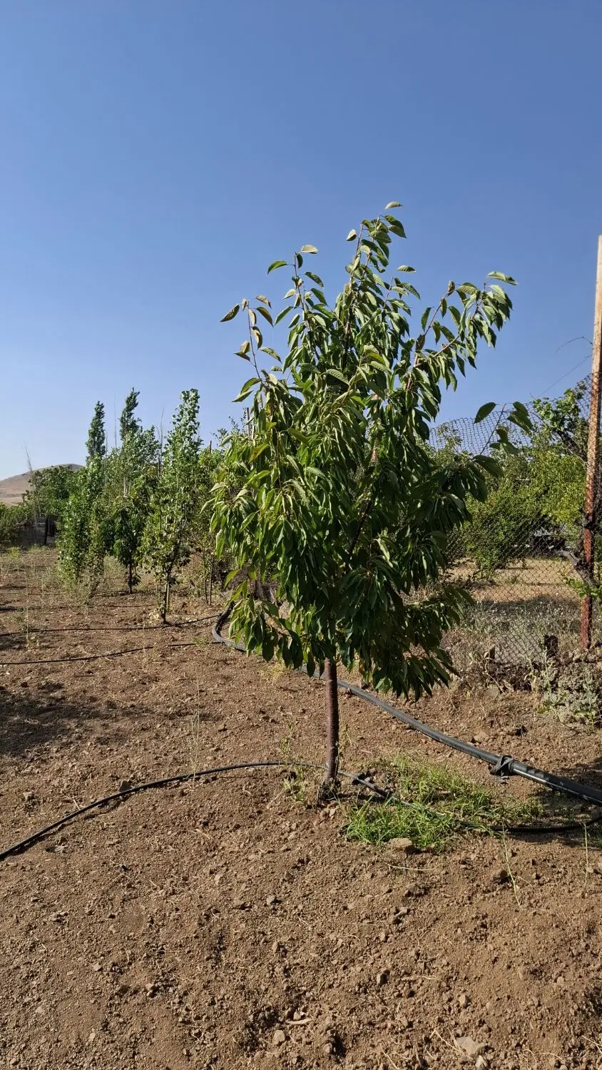 باغ سرنجیانه علیا