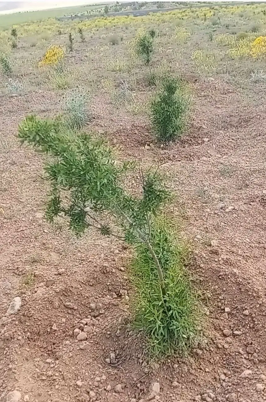 باغ