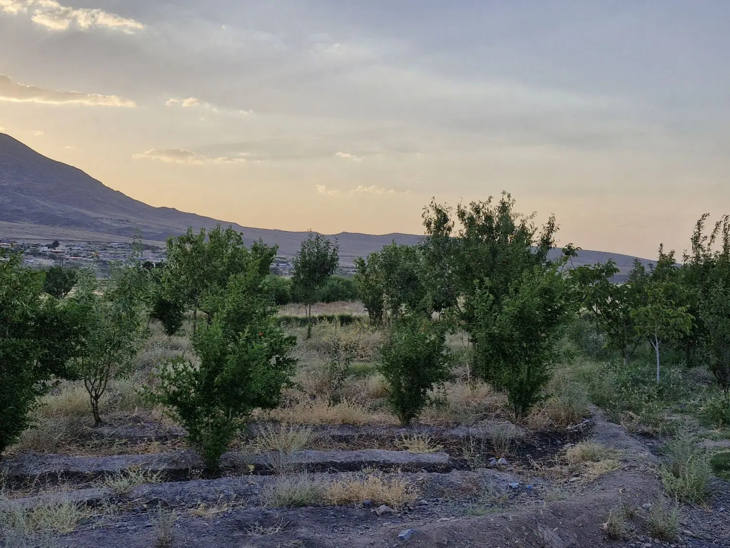 باغچه زواریان