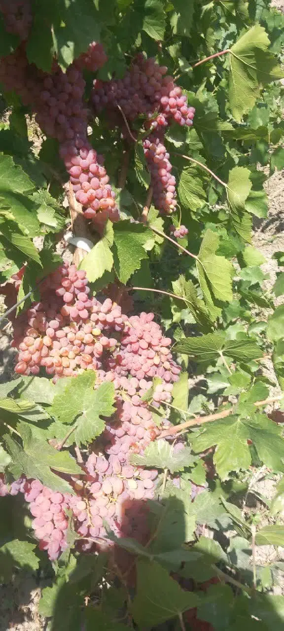 اجاره باغ انگور