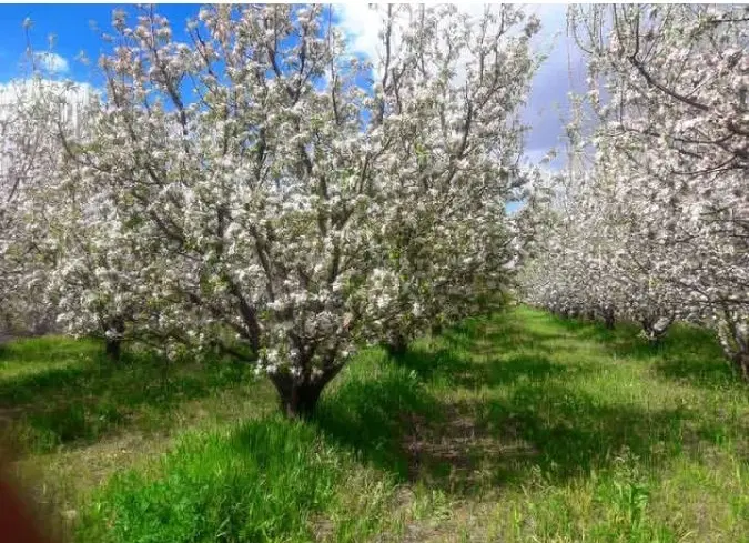فروش باغ سیب در روستای گل - جاده تهران- مراغه