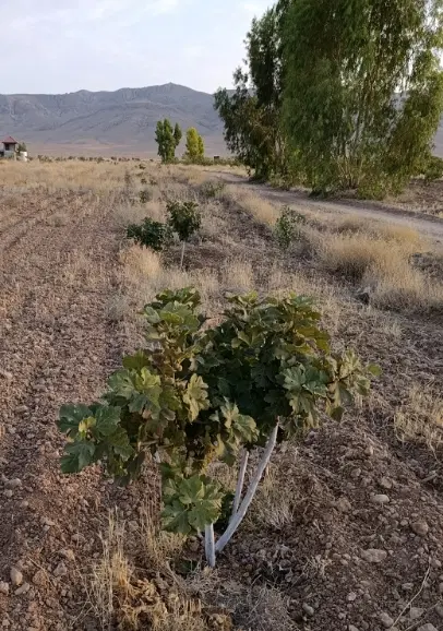 ویلا.باغچه انجیری.باغ230میلیون