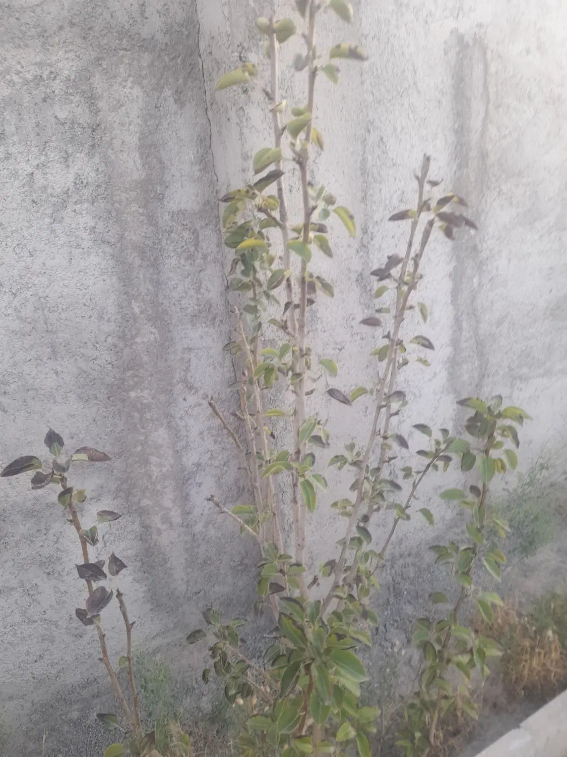 چهار دیواری مناسب باغچه