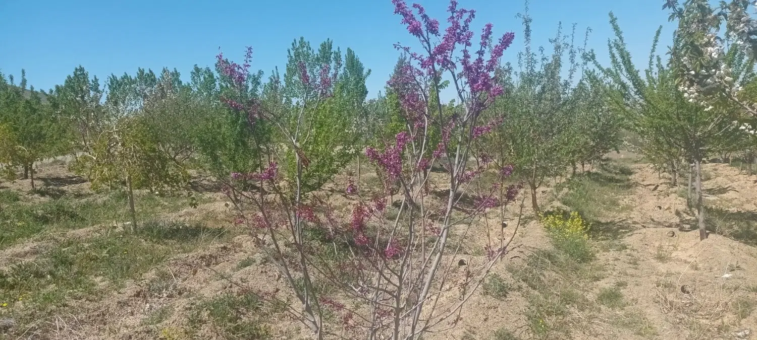 (خانه و باغ هردو )فروش یا معاوضه
