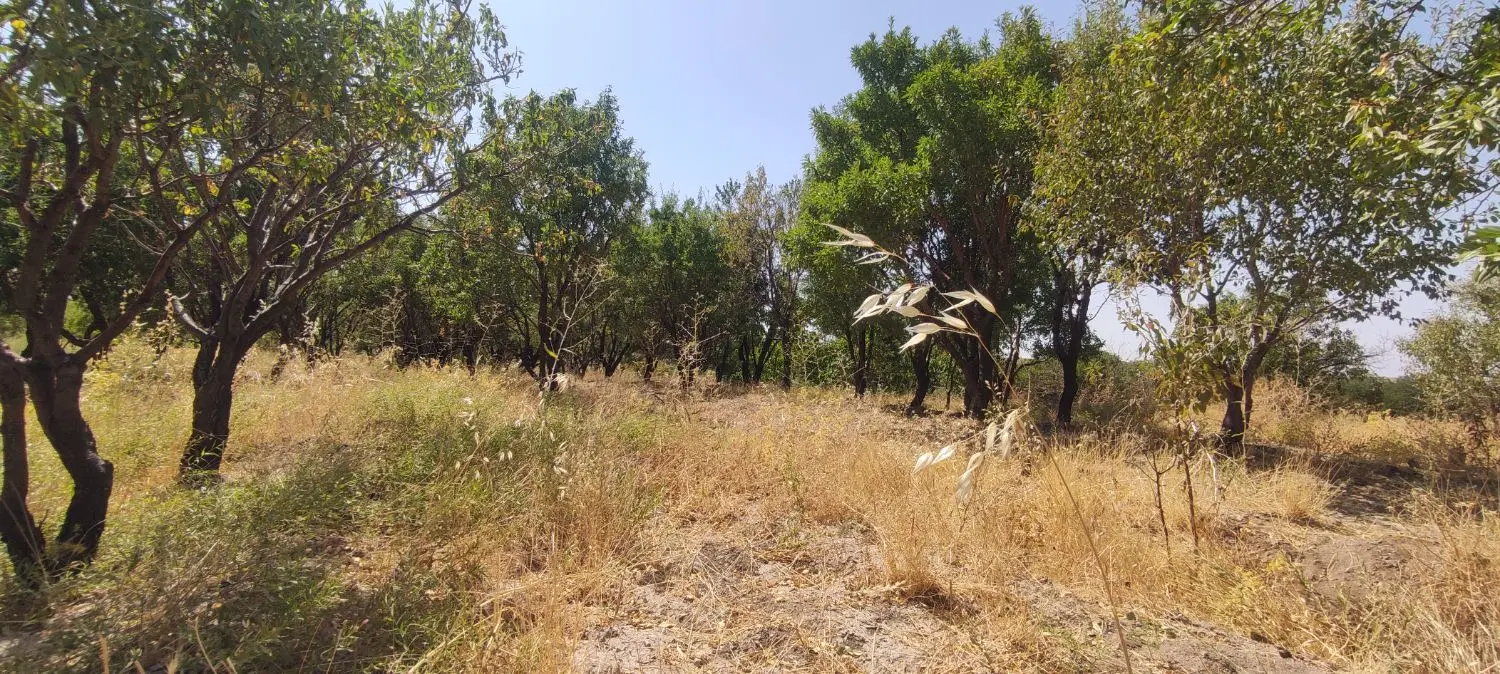 باغ به متراژ ۶من محلی