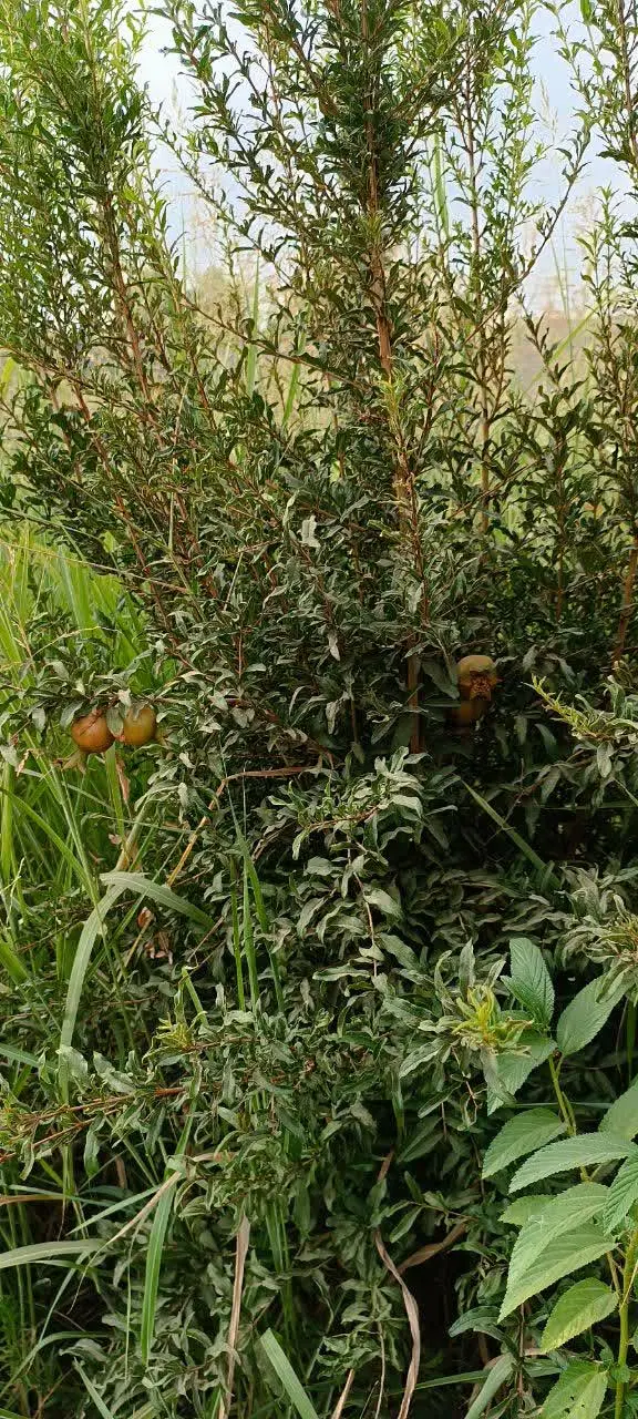 باغچه چهارراه آوج ، روستای قلعه قاضی
