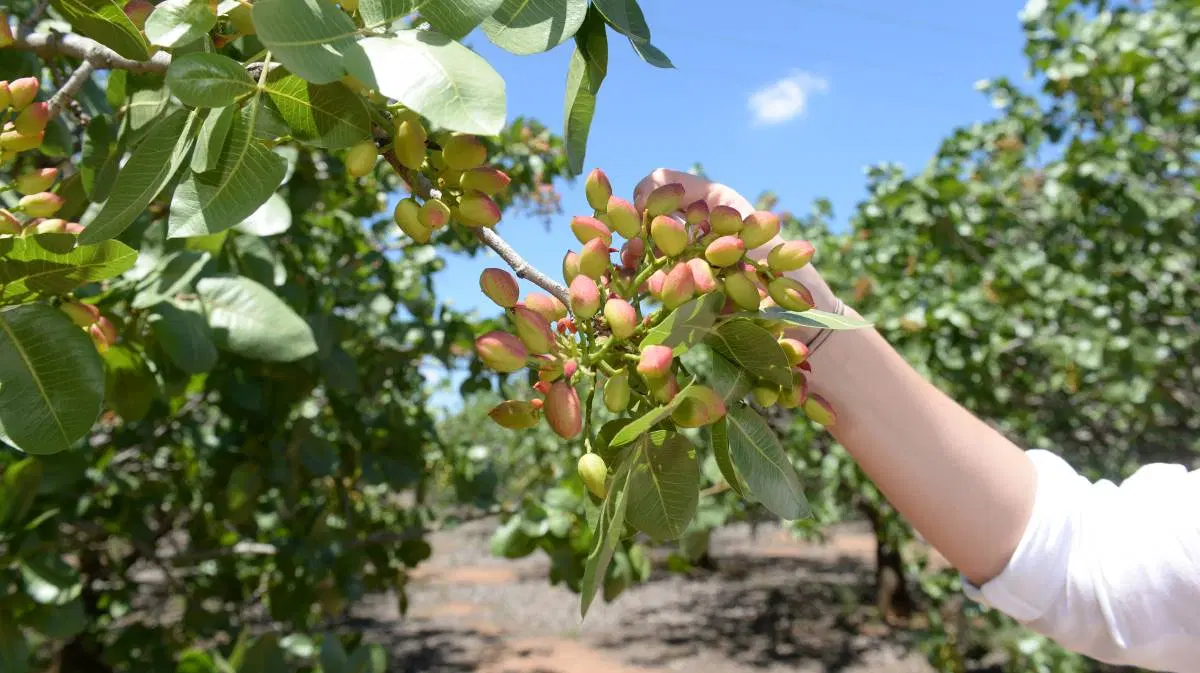 فروش اب و زمین زراعی(پسته)