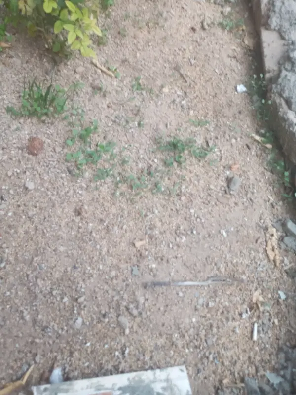 زمین گلبرگ ۶