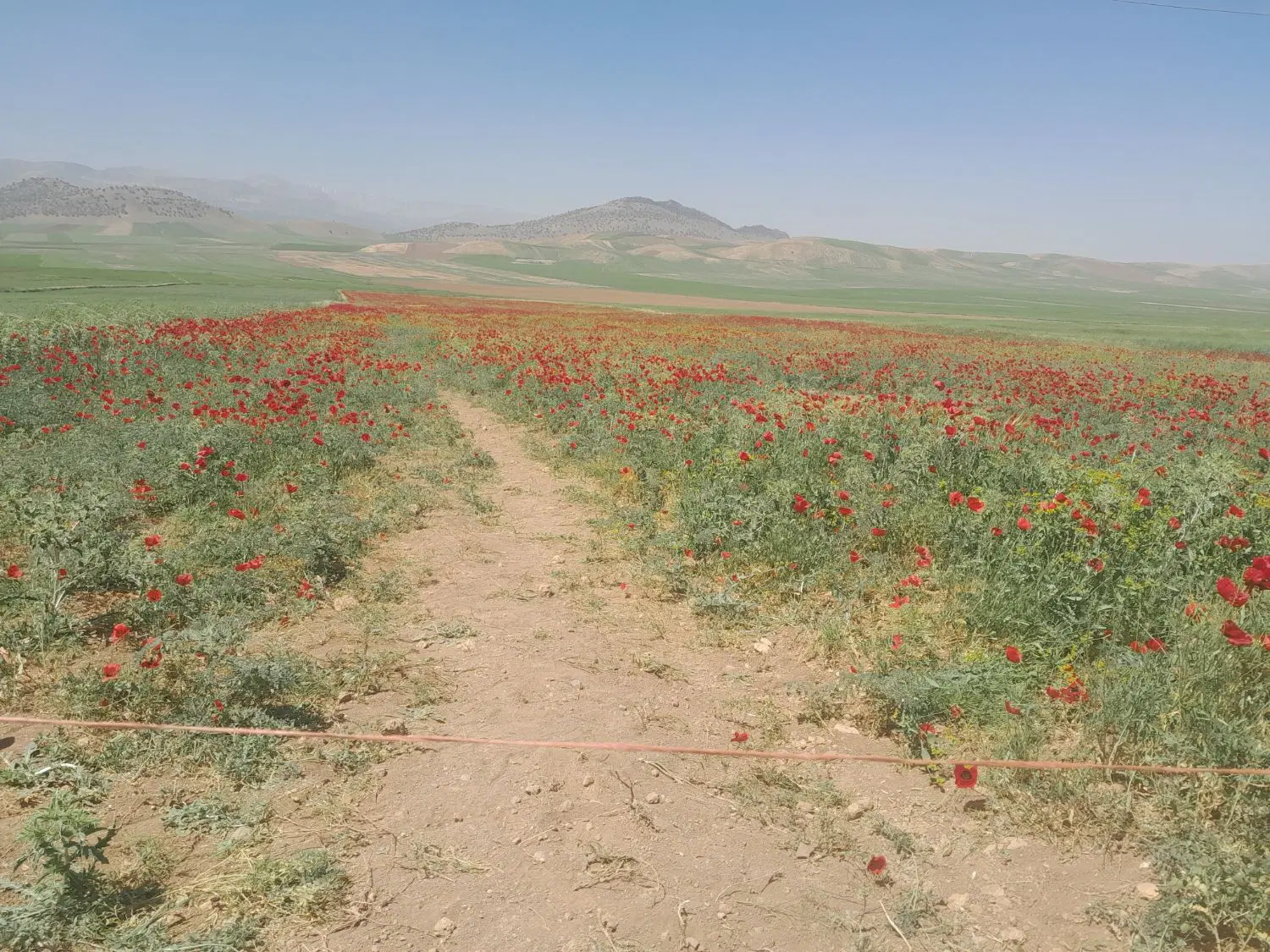 زمین جزایری
