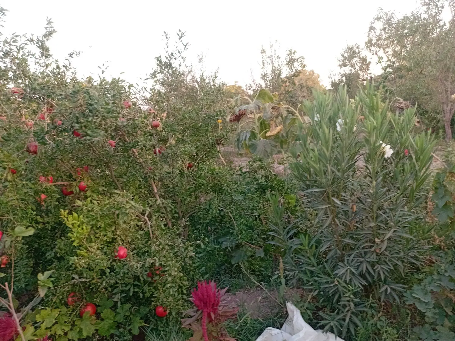 باغ با دامداری