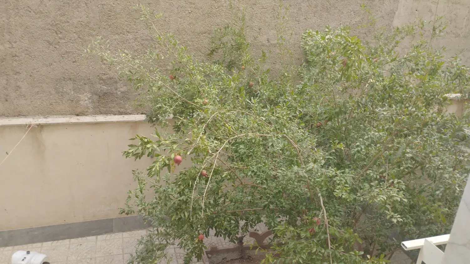 خانه