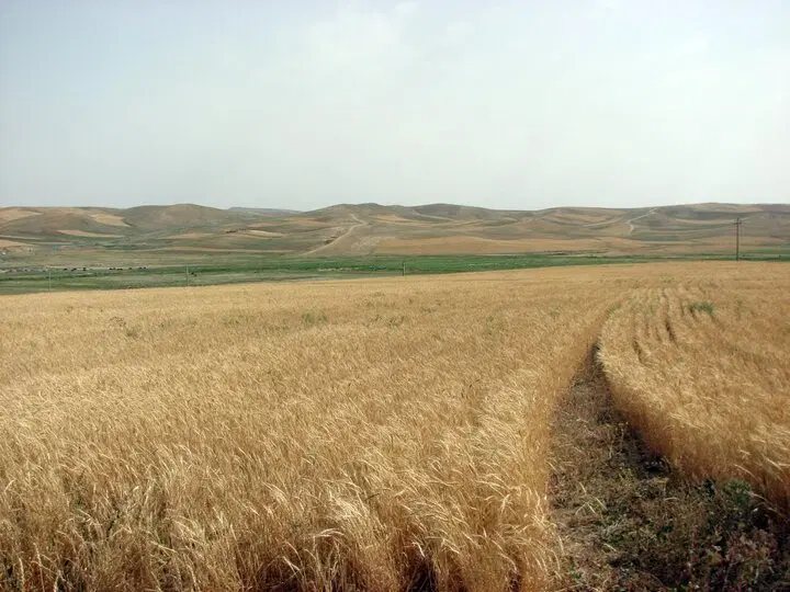 زمین کشاورزی دیم