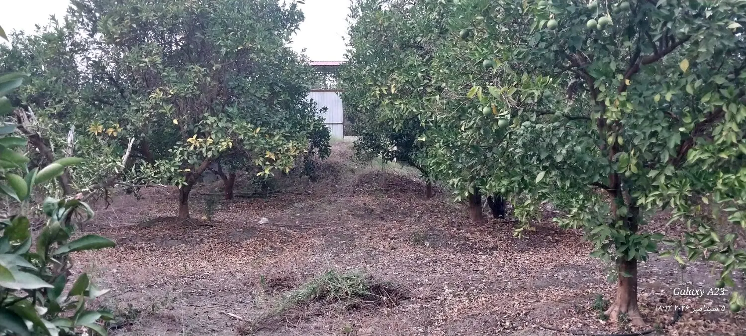 زمین باغی کشاورزی