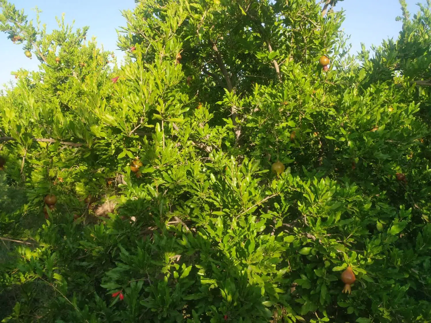 باغ پسته باغ انار ویلا  در ساوه برای سرمایه گذاری
