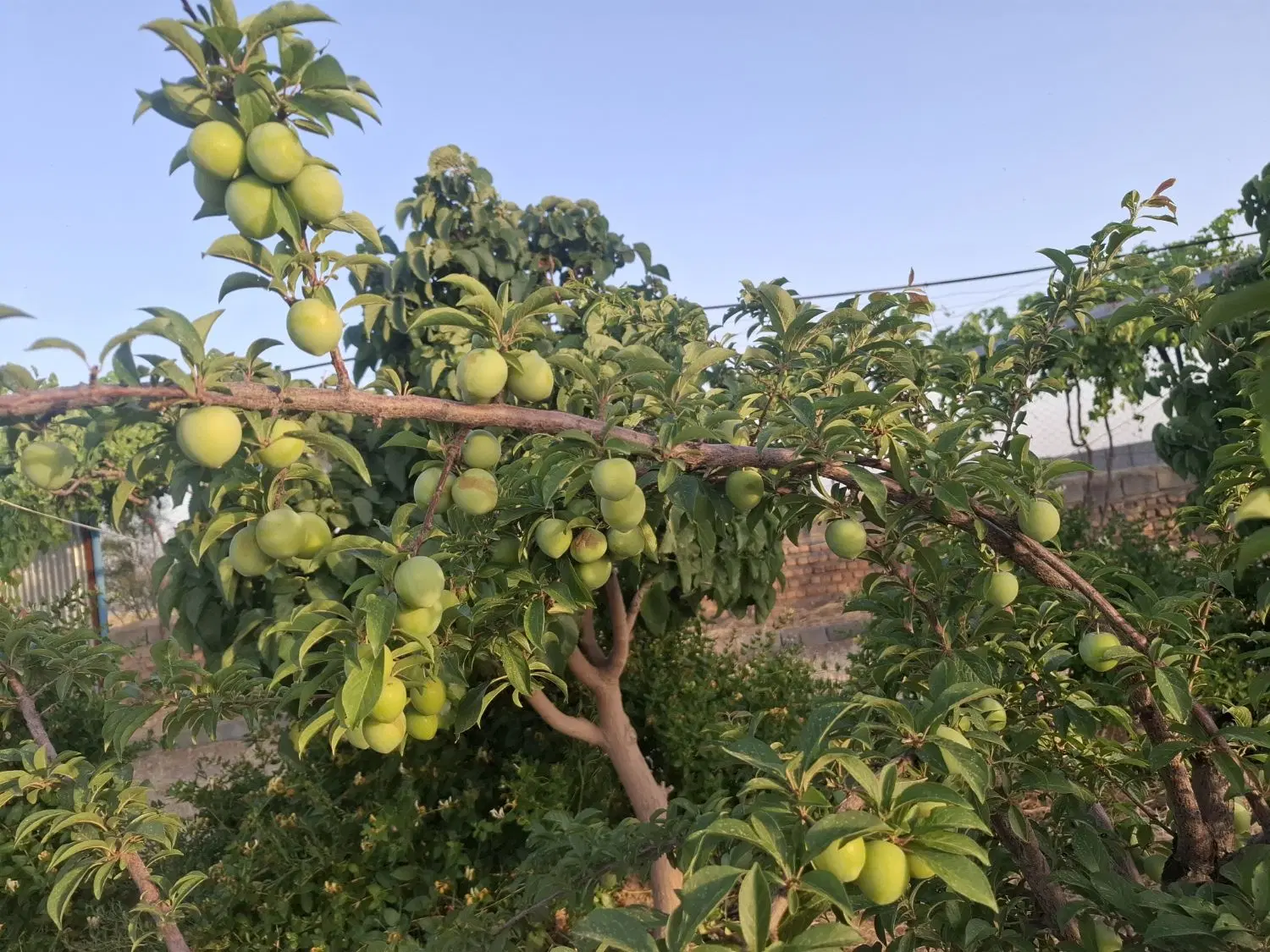 باغ معاوضه ملک یاماشین درتربت جام