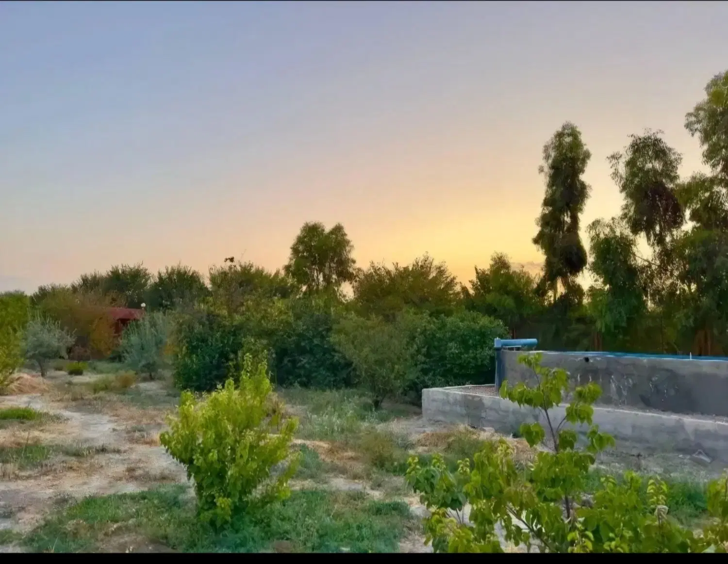 زمین باغی