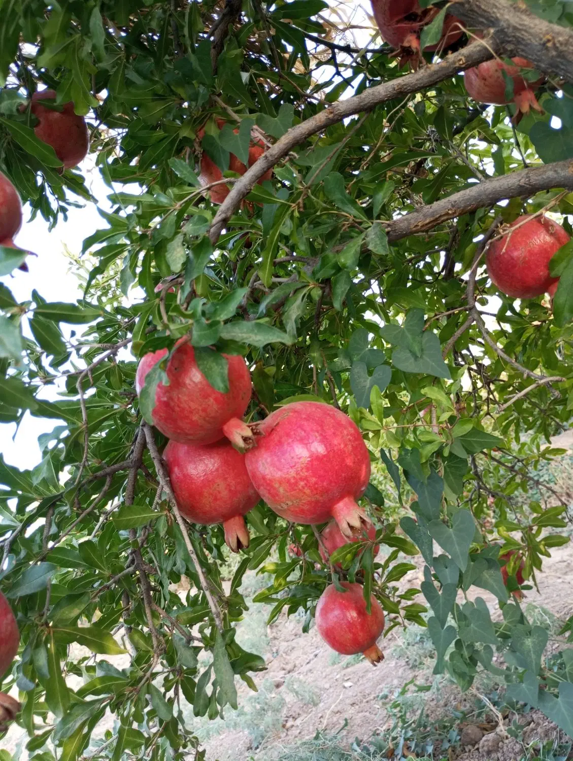 باغ انار