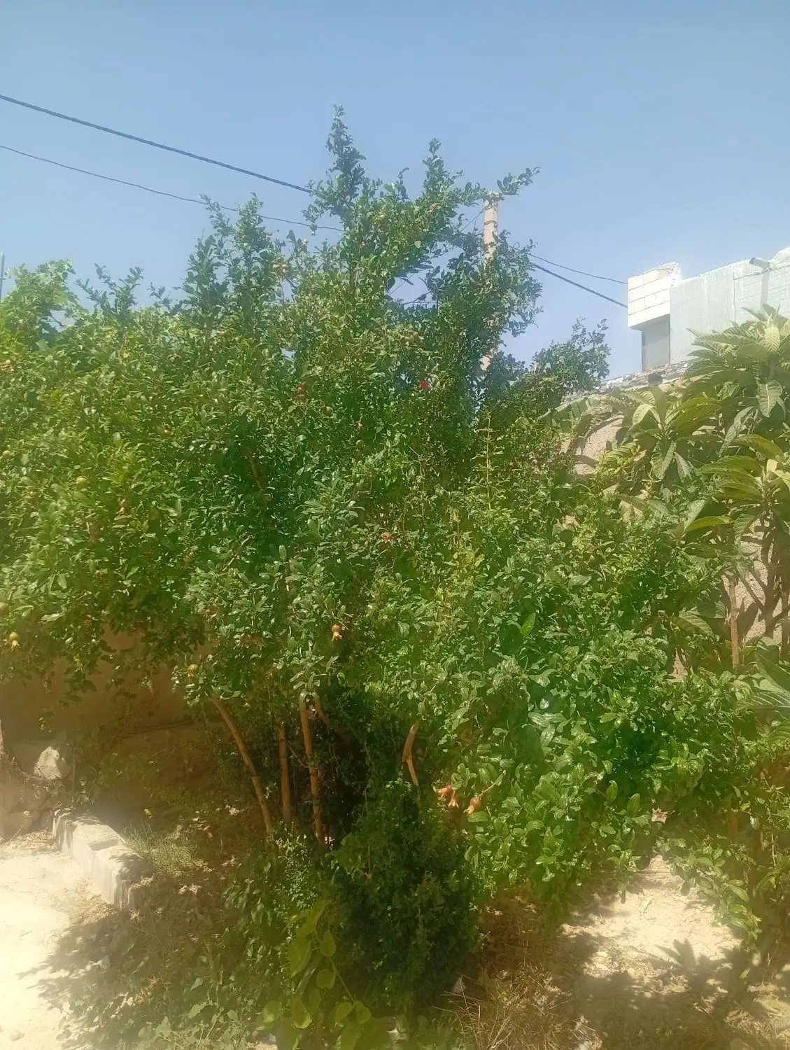 رهن و اجاره منزل کوشک میدان