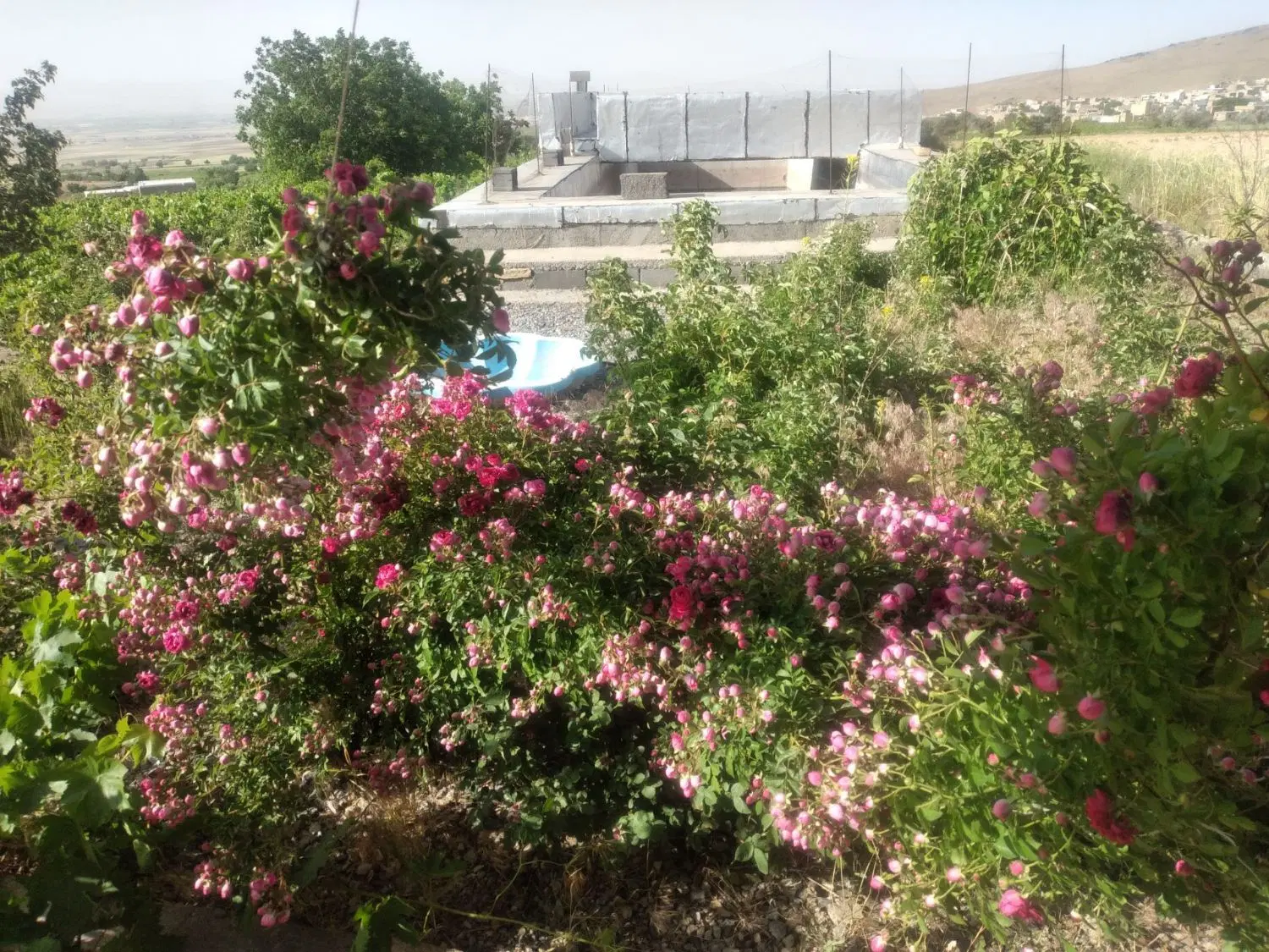 باغ +۶۰۰۰ متری انگور و درختان میوه