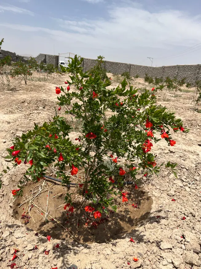 باغ ۷۵۰ متری واقع در حسن آباد قهاب
