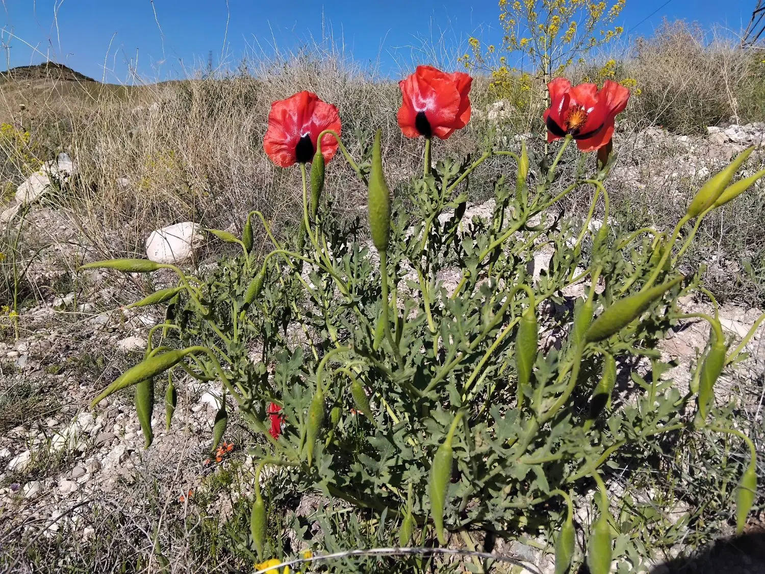 زمین زراعی ویلایی