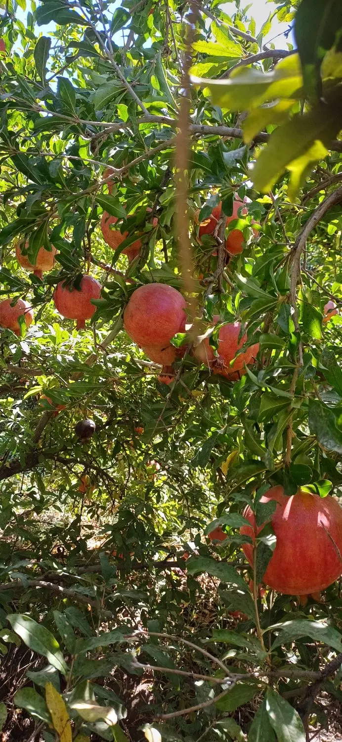 فروش باغ