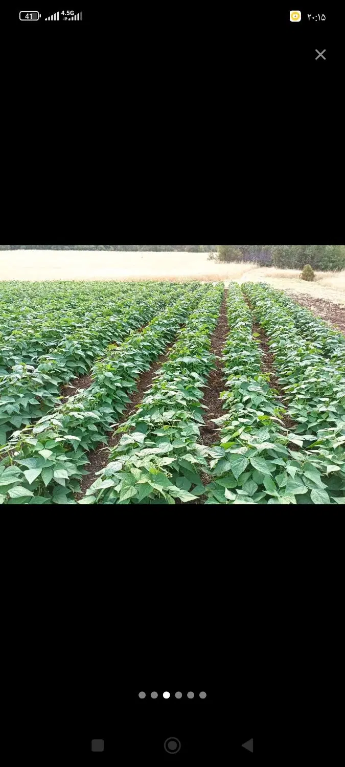 فروش زمین کشاورزی نرسیده به روستای چاولکان