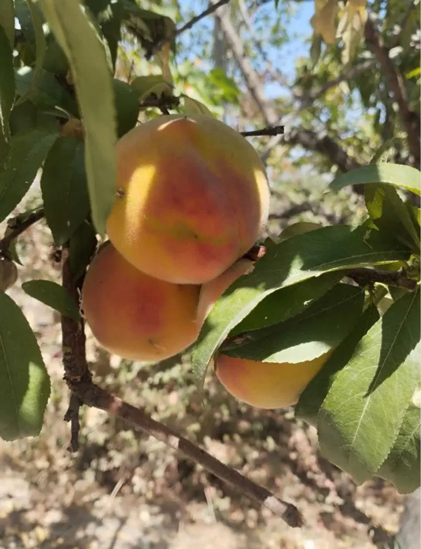 باغ نرسیده به حسین آباد
