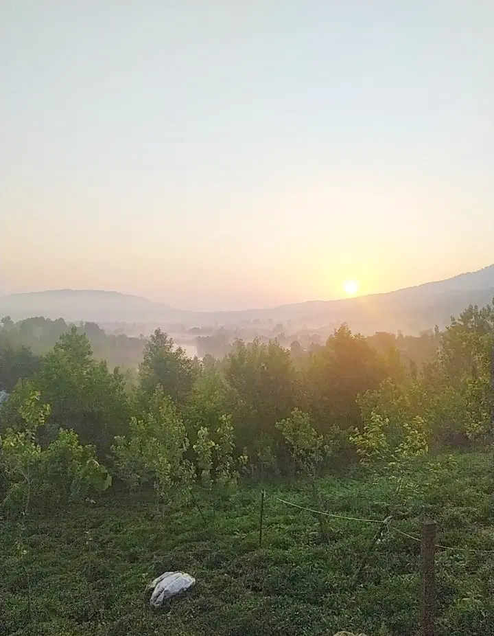 دستخط محله چماچا (فوری)