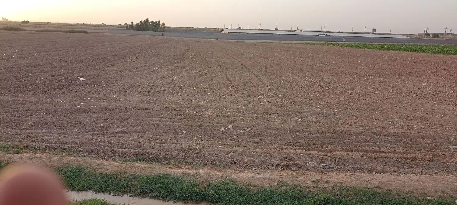 اجاره یک هکتار و نیم زمین کشاورزی گورسفید