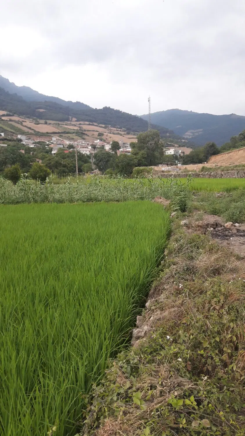 ۲۴۰زمین باغی درروستای سوسرا