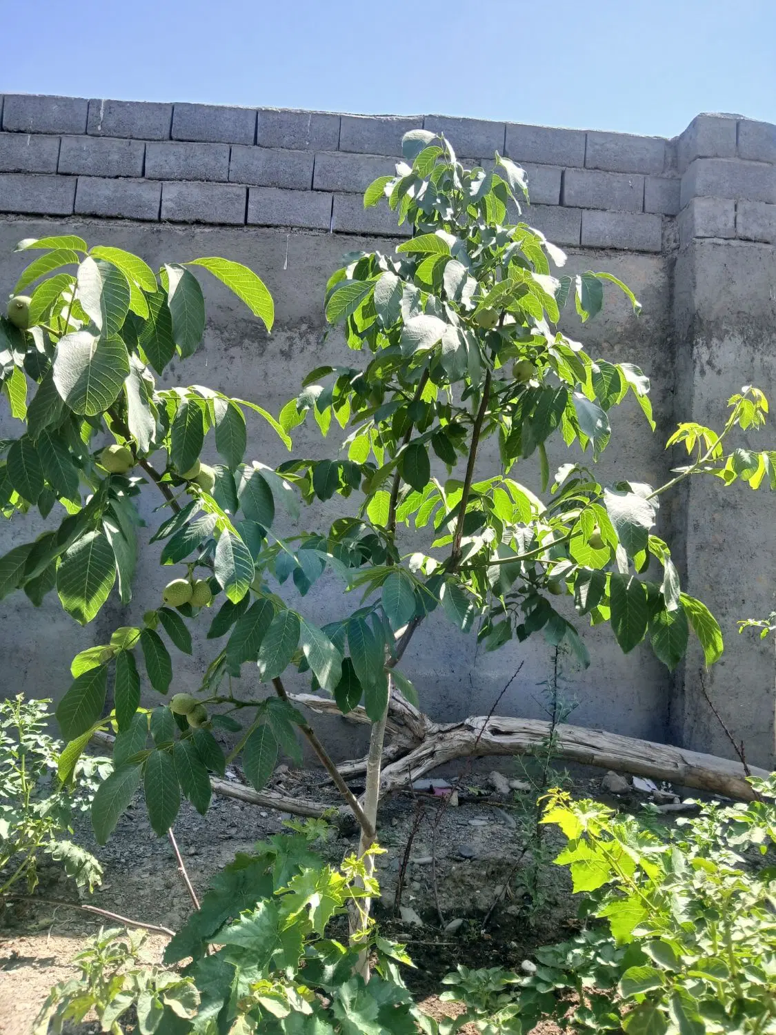 باغ ۵۰۰متری
