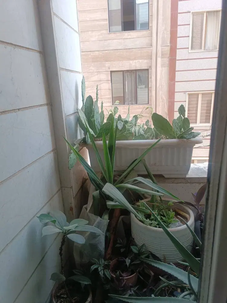 42 متر بازسازی شده مناسب سرمایه گذاری و سکونت