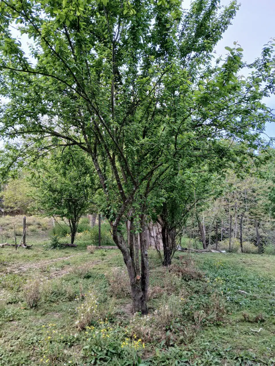 زمین مسکونی