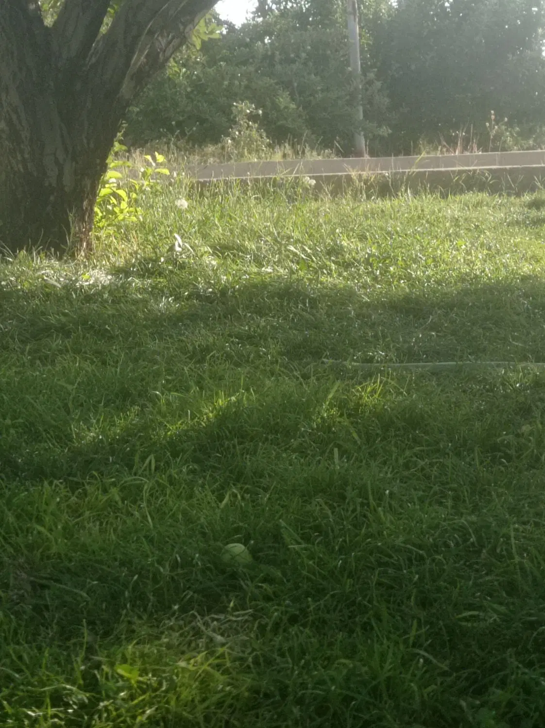 زمین جنگلی