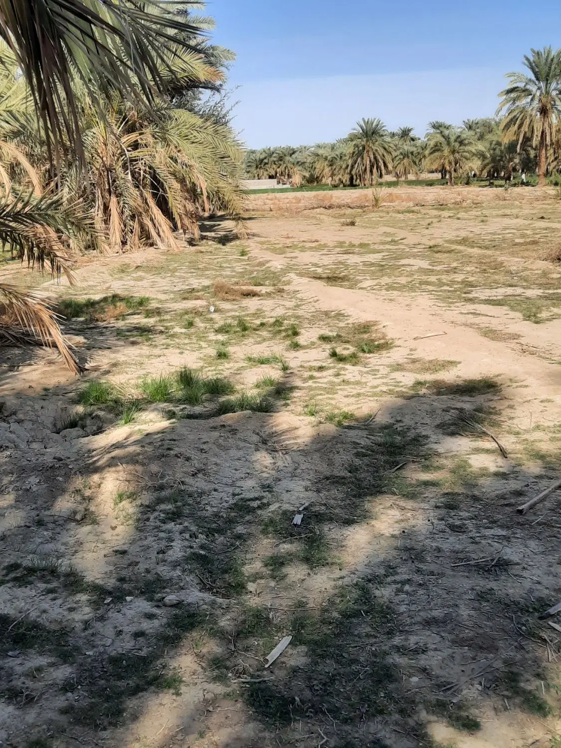 زمین برای ویلا باغ