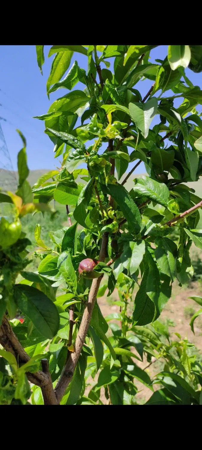 فروش باغ روستای گاوپناه