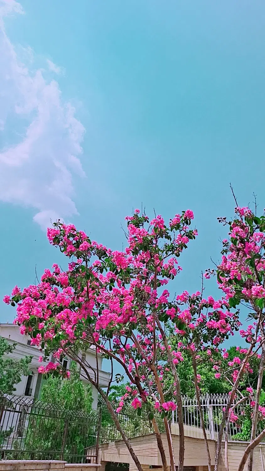 باغ