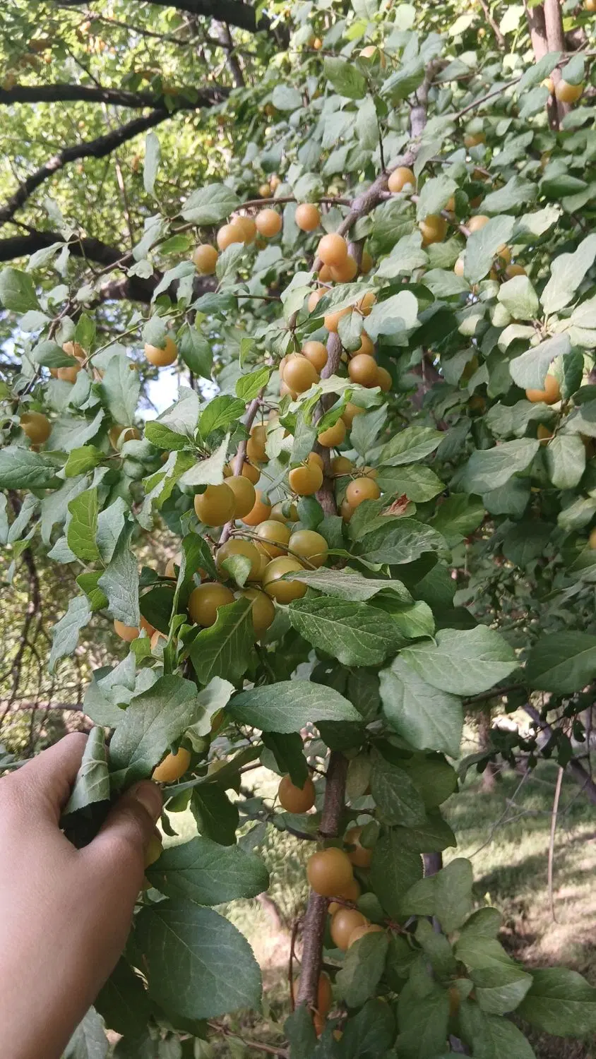برای فروش کیلوی ۶۰